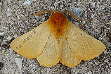 Gelber Wiesenspinner Männchen