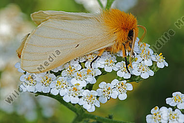 Gelber Wiesenspinner Weibchen