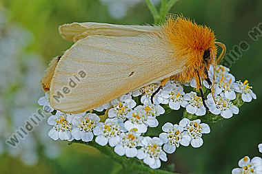 Gelber Wiesenspinner Weibchen