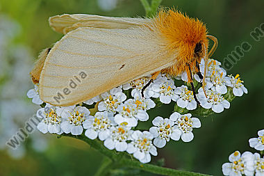 Gelber Wiesenspinner Weibchen