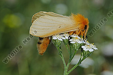 Gelber Wiesenspinner Weibchen