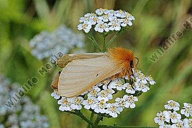 Gelber Wiesenspinner Weibchen