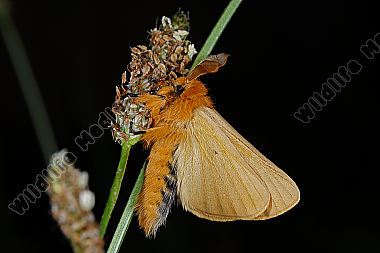 Gelber Wiesenspinner Männchen