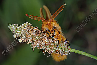 Gelber Wiesenspinner Männchen