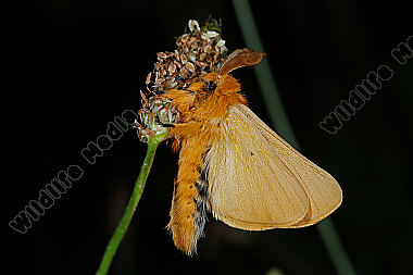 Gelber Wiesenspinner Männchen