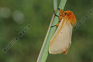 Gelber Wiesenspinner Weibchen