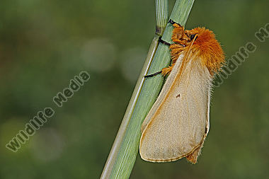 Gelber Wiesenspinner Weibchen