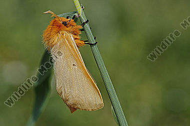 Gelber Wiesenspinner Weibchen