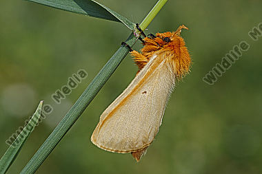 Gelber Wiesenspinner Weibchen