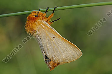 Gelber Wiesenspinner Weibchen