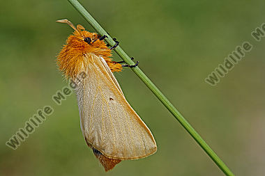 Gelber Wiesenspinner Weibchen