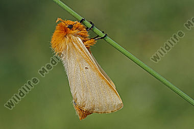 Gelber Wiesenspinner Weibchen