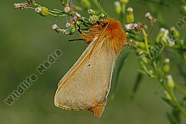 Gelber Wiesenspinner Weibchen