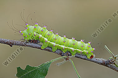 Wiener Nachtpfauenauge halberwachsene Raupe
