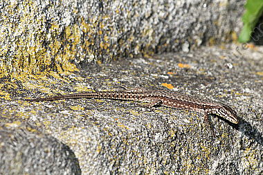 Mauereidechse