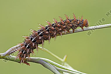 Feuriger Perlmuttfalter Raupe