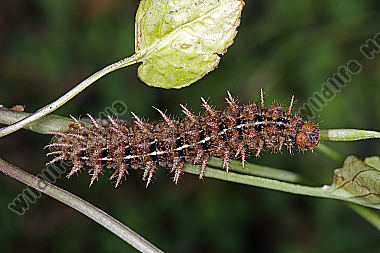 Feuriger Perlmuttfalter Raupe