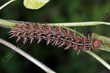 Feuriger Perlmuttfalter Raupe