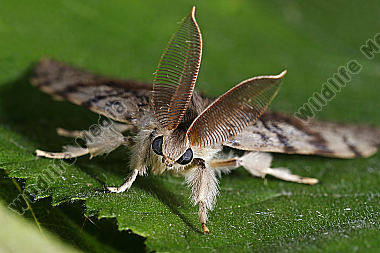 Schwammspinner Männchen
