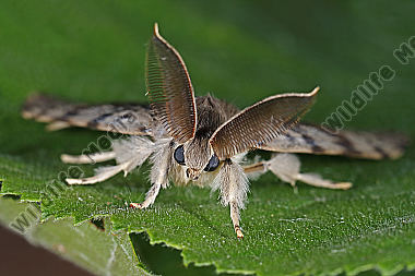 Schwammspinner Männchen
