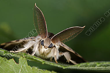 Schwammspinner Männchen