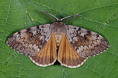 Schwammspinner Männchen