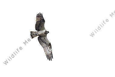 Fischadler (Pandion haliaetus)