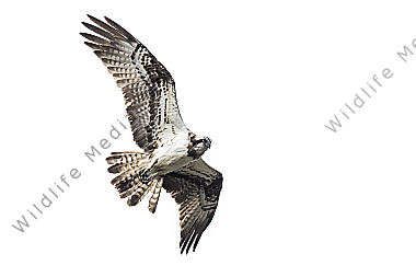 Fischadler (Pandion haliaetus)