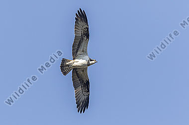 Fischadler (Pandion haliaetus)