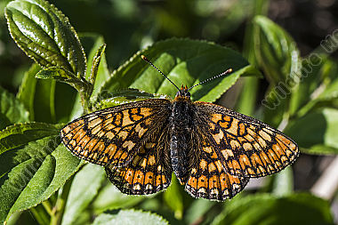Goldener Scheckenfalter (Euphydryas aurinia)