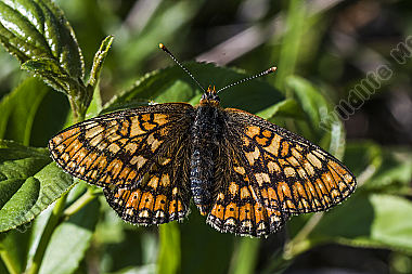 Goldener Scheckenfalter (Euphydryas aurinia)