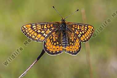 Goldener Scheckenfalter (Euphydryas aurinia)
