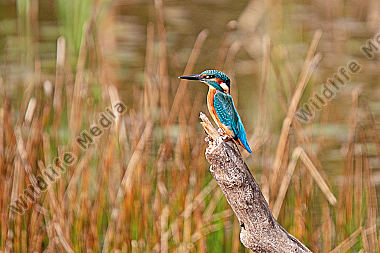 Eisvogel