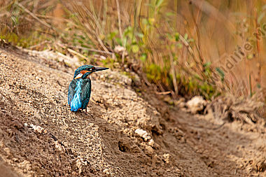 Eisvogel