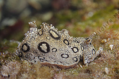 Geringelter Seehase