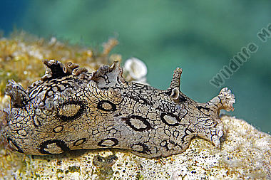 Geringelter Seehase