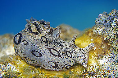 Geringelter Seehase