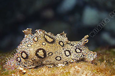 Geringelter Seehase