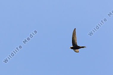 Ein fliegender Mauersegler unter blauem Himmel bei Homburg