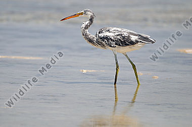 Küstenreiher Egretta gularis