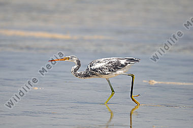 Küstenreiher Egretta gularis