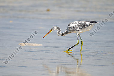 Küstenreiher Egretta gularis