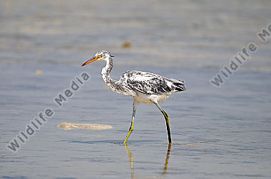 Küstenreiher Egretta gularis