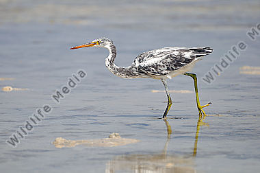 Küstenreiher Egretta gularis