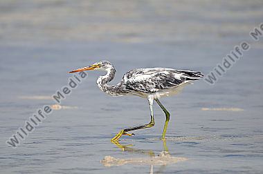 Küstenreiher Egretta gularis