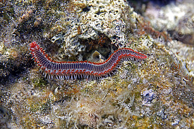 Bart-Feuerborstenwurm