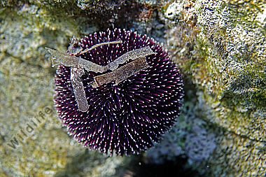 Violetter Seeigel