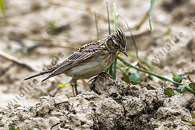Feldlerche (Alauda arvensis)