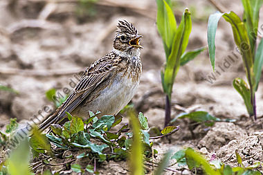 Feldlerche (Alauda arvensis)
