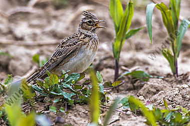 Feldlerche (Alauda arvensis)